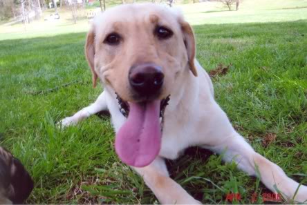 aimg.photobucket.com_albums_v443_ProjekTJ_Bailey_baileypark.jpg