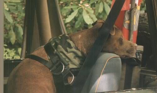 aimg.photobucket.com_albums_v92_fdrose_tellico_20pics_o_are_we_stopped_again.jpg