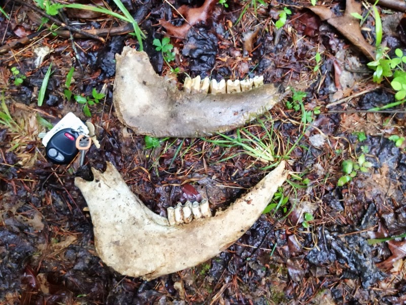 Identify this skull/jaw bone (animal) | NC4x4