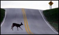 amedia.graytvinc.com_images_deer_in_the_road.jpg