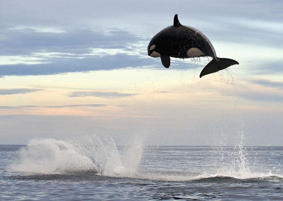 aonebigphoto.com_uploads_2013_11_8_ton_orca_jumping_15ft_out_of_the_water.jpg