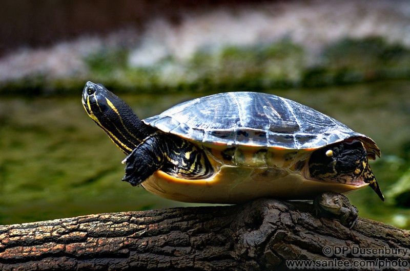 asanlee.smugmug.com_Nature_NC_Zoo_i_hczWNBz_0_L_dpdusenbury00014_L.jpg