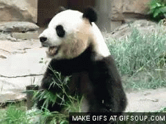 astream1.gifsoup.com_view8_4897407_giant_panda_eating_bamboo_o.gif