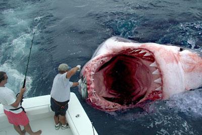 atrooperworld.wikidot.com_local__files_megalodon_shark_post_534_1170176415.jpg
