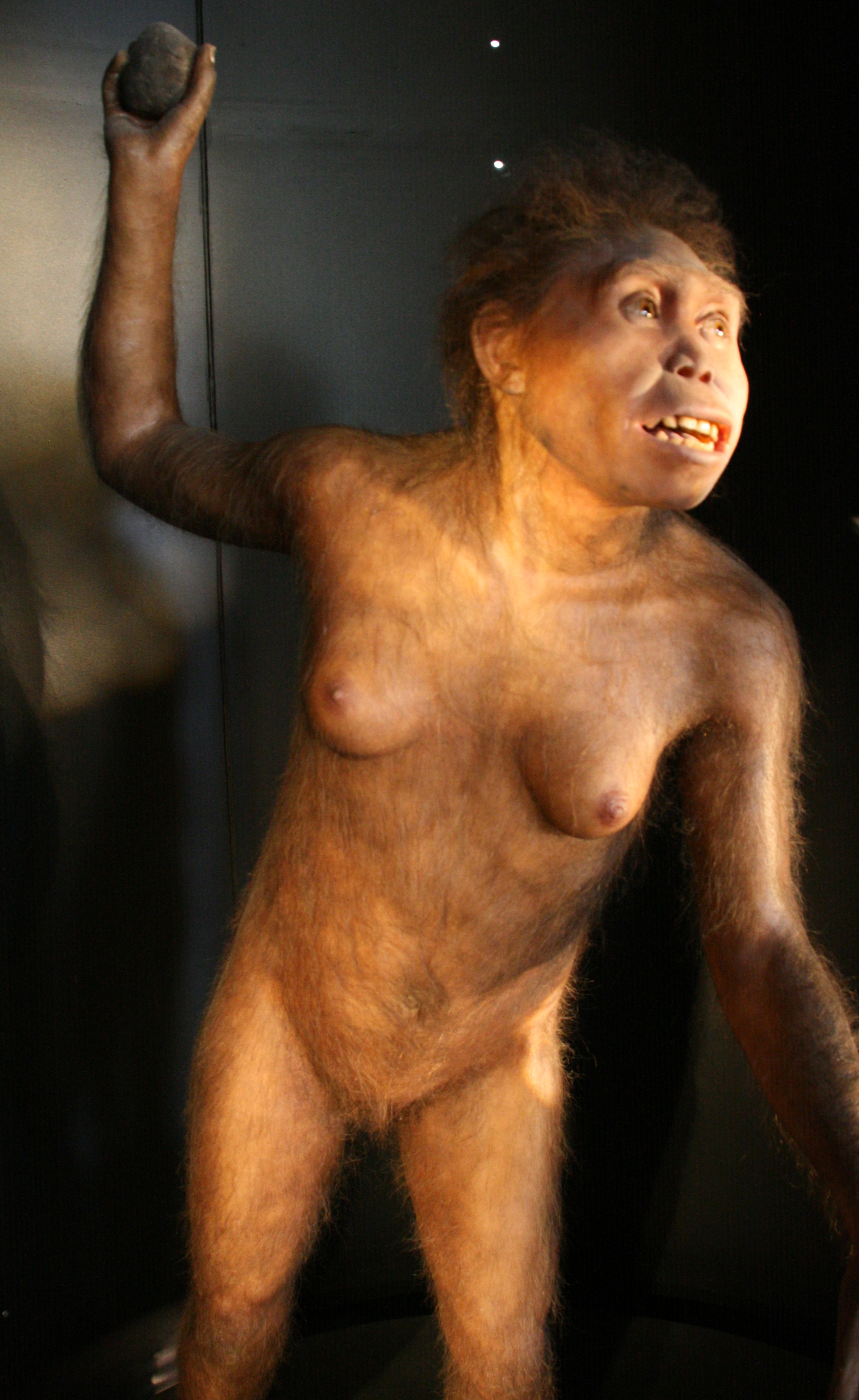 aupload.wikimedia.org_wikipedia_commons_0_09_MEH_Homo_georgicus_29_04_2012_11_35_22_2372x3863.JPG