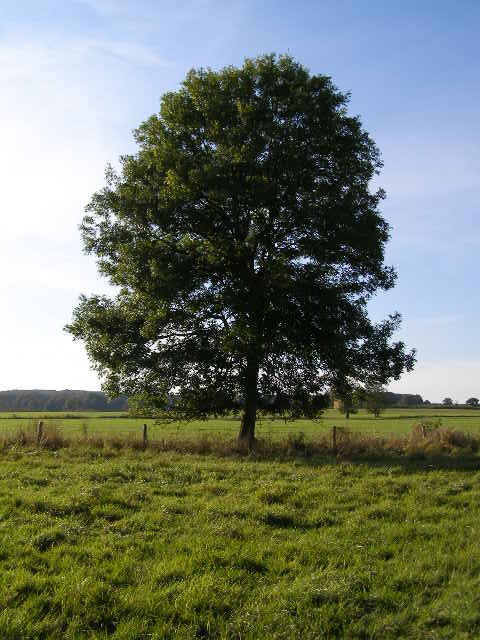 aupload.wikimedia.org_wikipedia_commons_e_eb_Ash_Tree___geograph.org.uk___590710.jpg