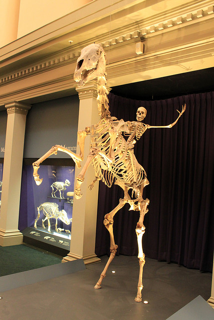 australian-museum-human-skeleton-on-horse.jpg