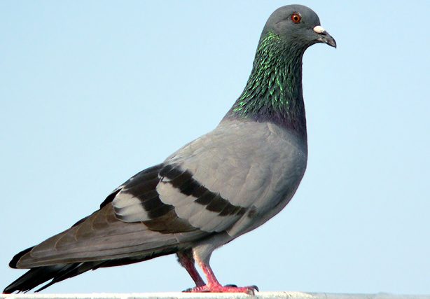 awww.birding.in_images_Birds_rock_pigeon.jpg