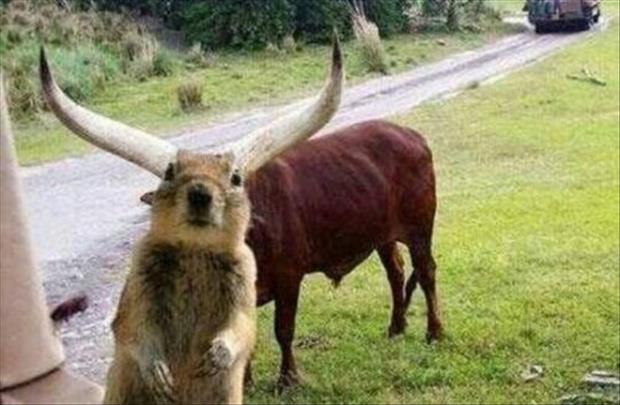 awww.dumpaday.com_wp_content_uploads_2013_08_funny_squirrel_perfectly_timed_pictures.jpg