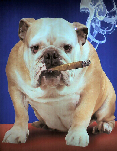 awww.examiner.com_images_blog_wysiwyg_image_smoking_dog_1.jpg