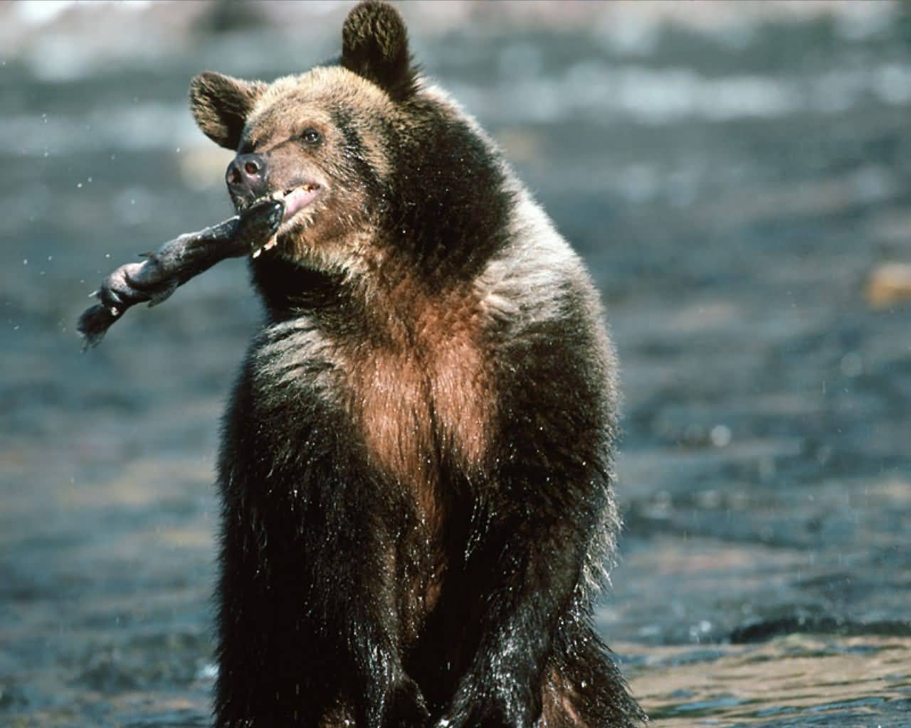 awww.firstpeople.us_pictures_bear_odd_sizes_Grizzly_Bear_Trout_Fishing_1280x1024.jpg