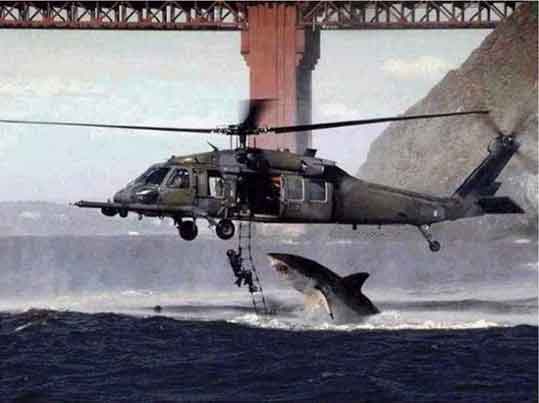 awww.hoax_slayer.com_images_shark_helicopter.jpg