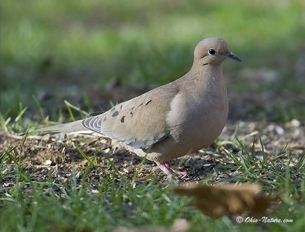 awww.ohio_nature.com_image_files_morning_dove_lg.jpg