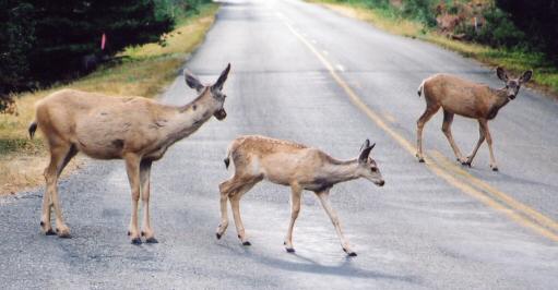 awww.pmansbach.com_Glacier_deer.jpg