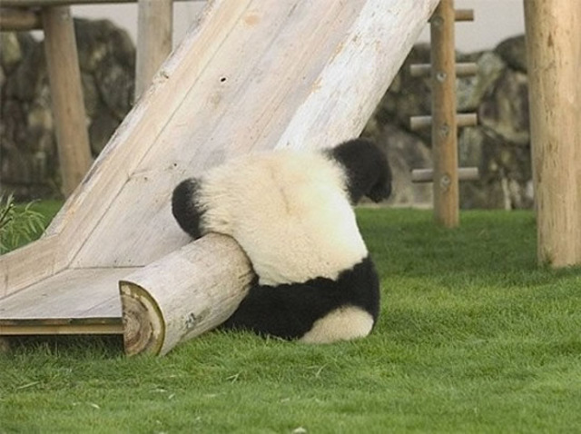 awww.roflzoo.com_pics_042010_panda_slide_fail.jpg