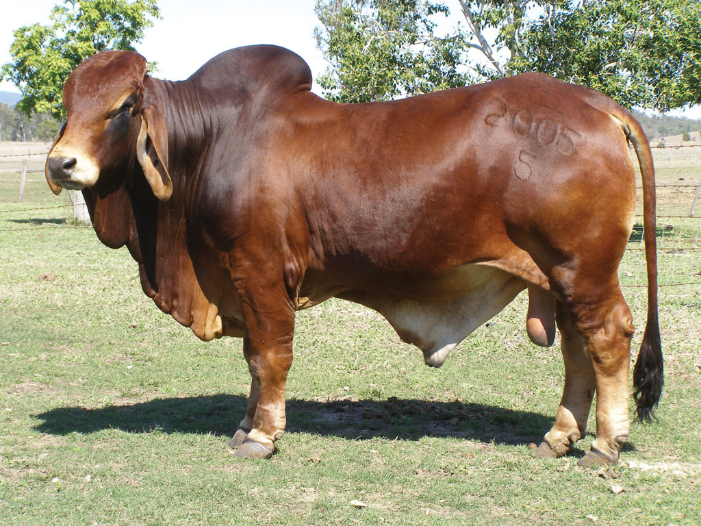awww.scenicreflections.com_files_Red_Brahman_Bull_Wallpaper__yvt2.jpg