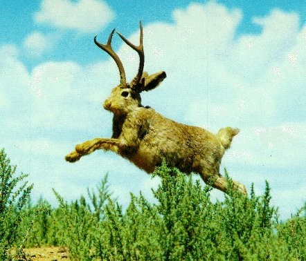 awww.tech_news.com_imagesap_jackalope.jpg