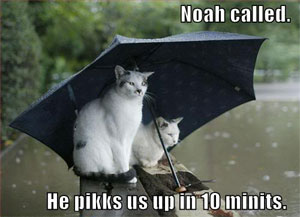 awww.todayifoundout.com_wp_content_uploads_2010_01_funny_pictures_cats_umbrella_rain_f2.jpg