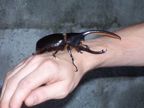 awww.traveljournals.net_pictures_l_13_135041_rhinoceros_beetle_la_fortuna_costa_rica.jpg