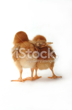 awww1.istockphoto.com_file_thumbview_approve_4070868_2_istockpd47b19aa62d68f9f8bf501a560e6012f.jpg