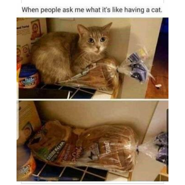 B4789D03-1F27-41C3-B806-E775FFE62927.jpeg
