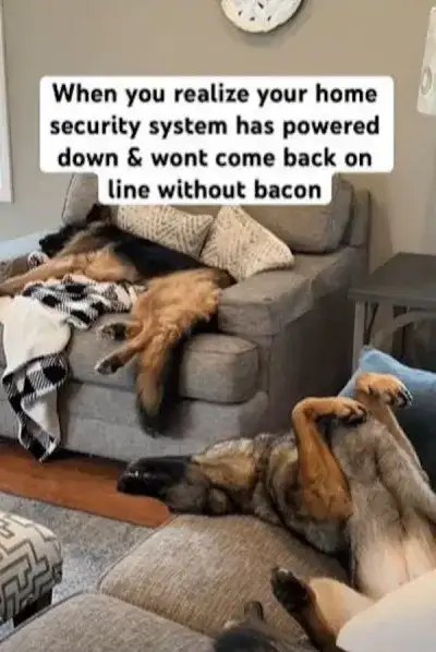 bacon.jpg