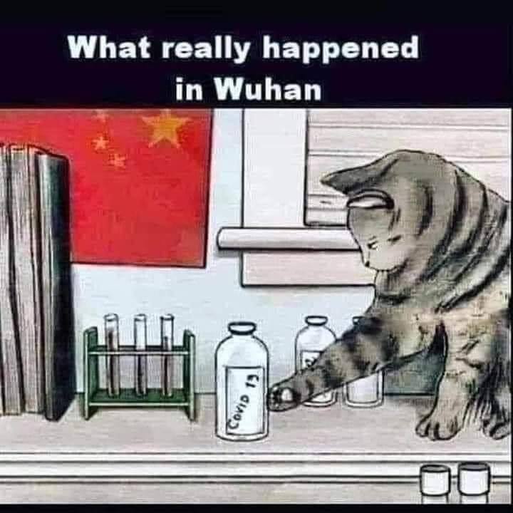 bad cat.jpg