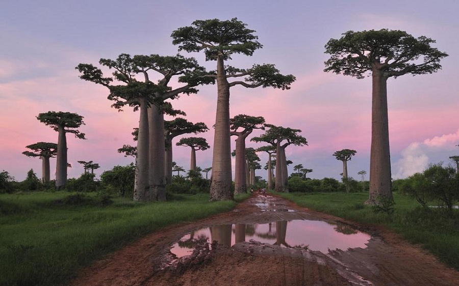 Baobab-Avenue-mud.jpg