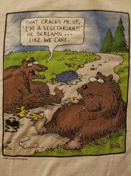 bear.jpeg