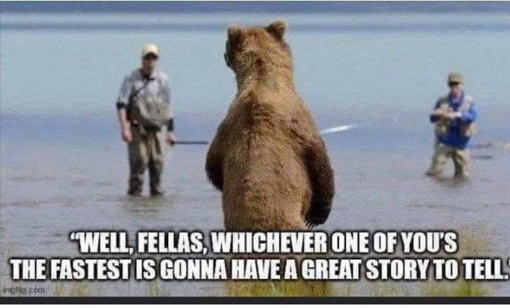 bear.jpg