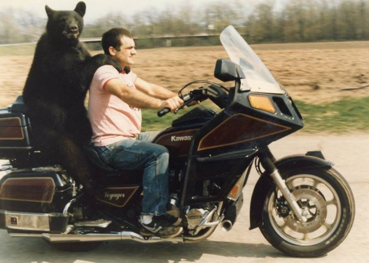 bear on a bike.jpg