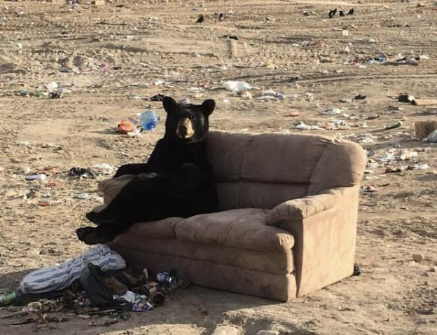 bear on a couch.jpg