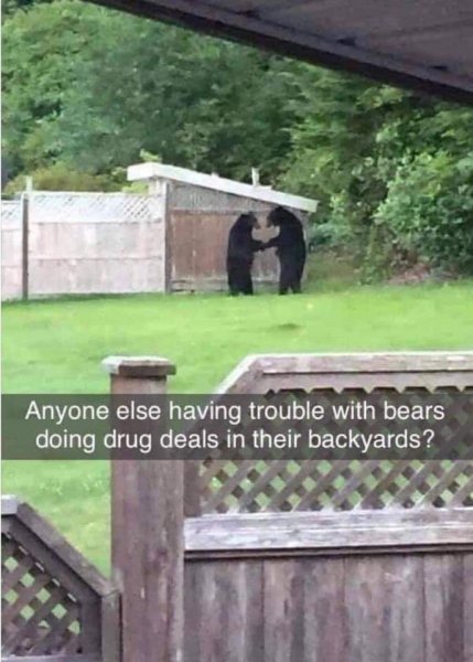 bears.jpg