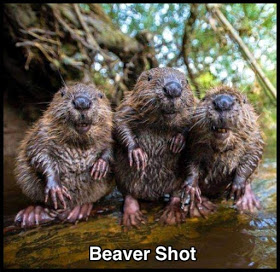 beaver.jpeg