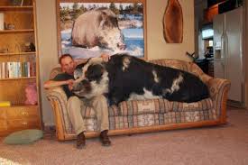 big pig.jpg