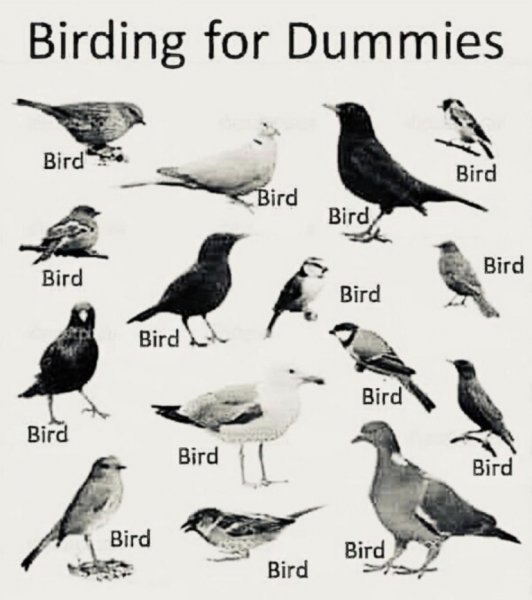 bird.jpeg