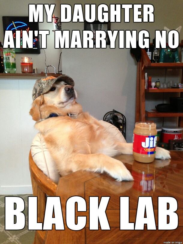black lab.jpg
