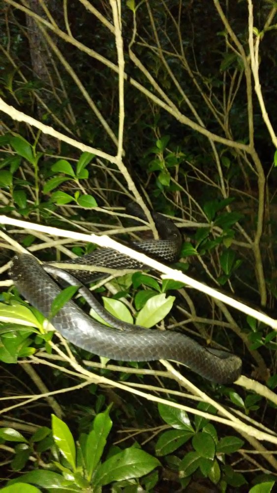 blacksnake.jpg