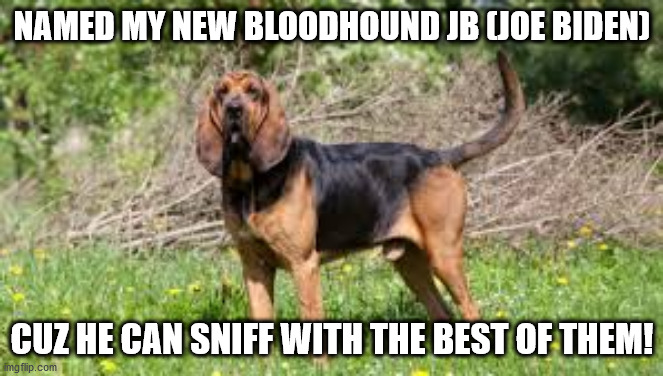 bloodhound.jpg