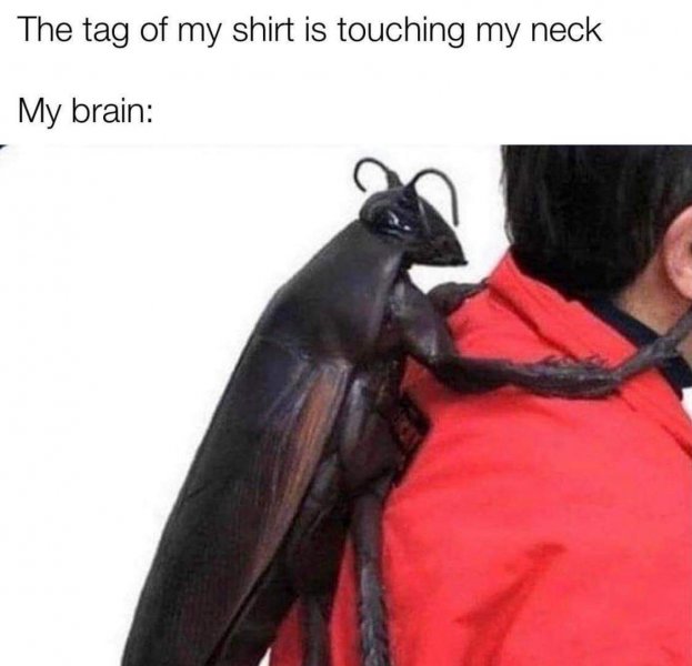 bug.jpeg
