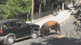 bull.gif