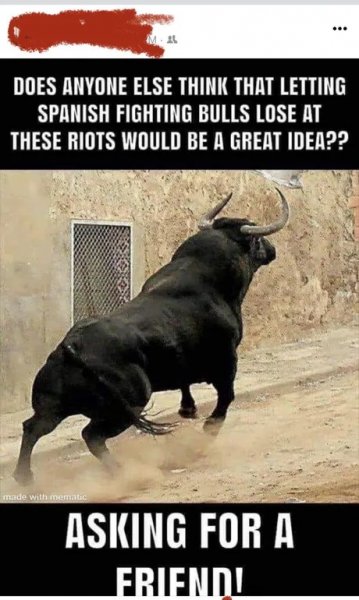bulls.jpg