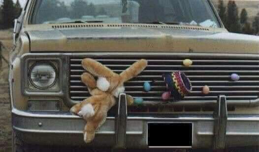 bunny.jpeg