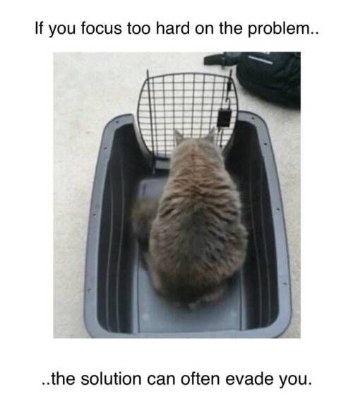 cat.jpeg