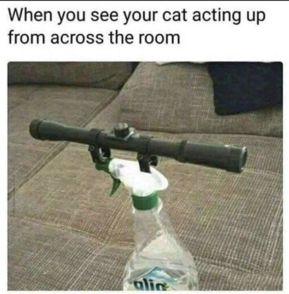 cat.jpeg
