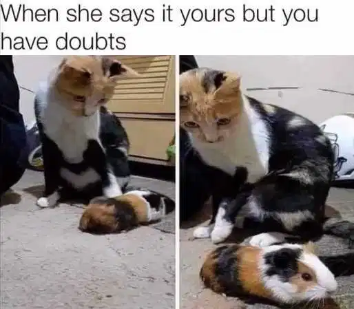 cat.png