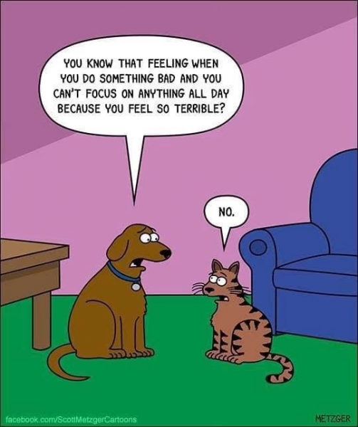 cat.png