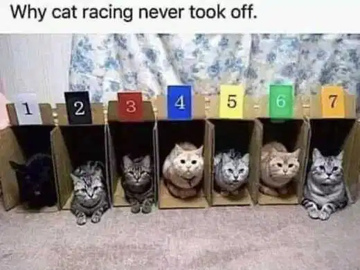 cat racing.png