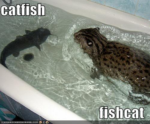 catfish-fishcat.jpg