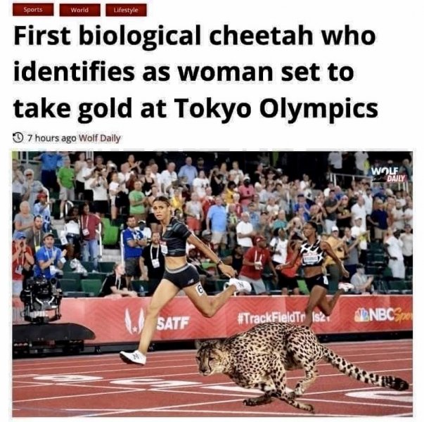 cheeta.jpeg